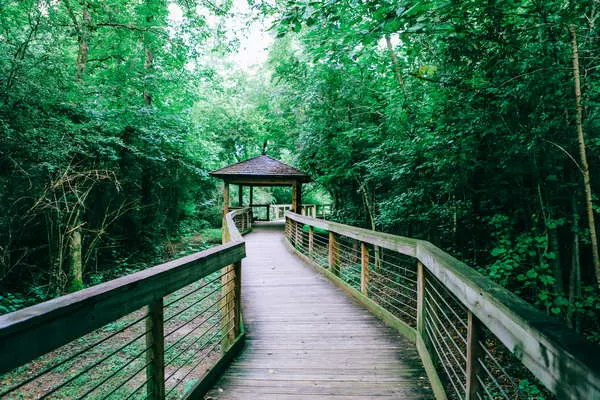 Wooden walkway through lush greenery