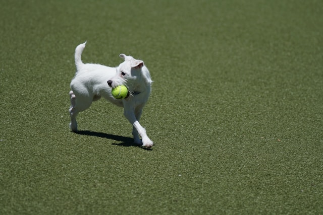 White dog playing with tennis ball